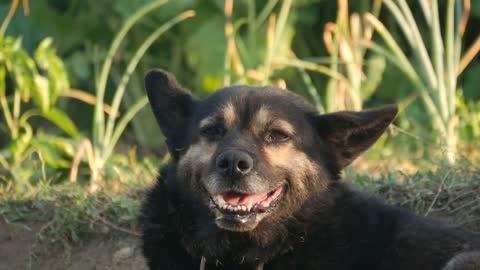 The dog looks at the camera, is surprised and presses his ears. The dog looks sadly at the owner