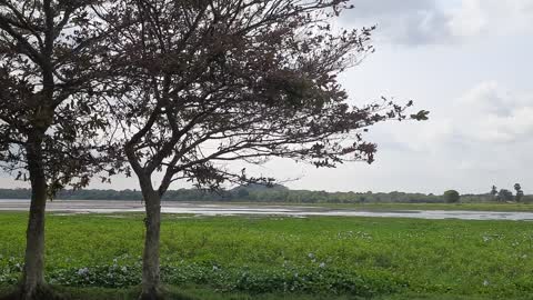 Lake & flowers