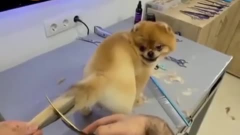 Dog Style - Tail Hair Cutting