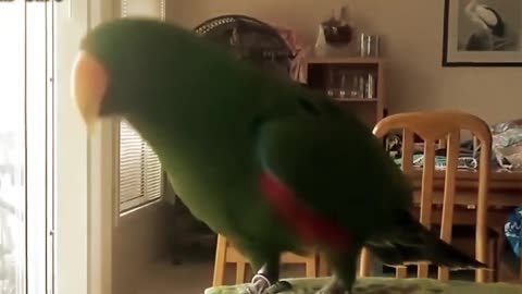 funny green parrot