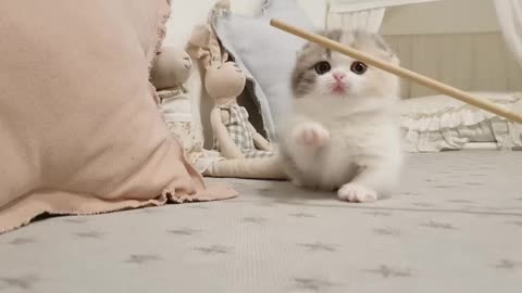 cute cats kitten