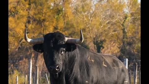 La fuerza del toro bravo ⚡️