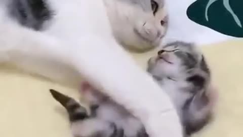 mommy cat hugs baby kitten having a nightmare - cute