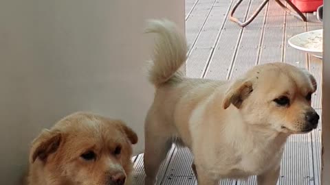 Puppies waiting for food