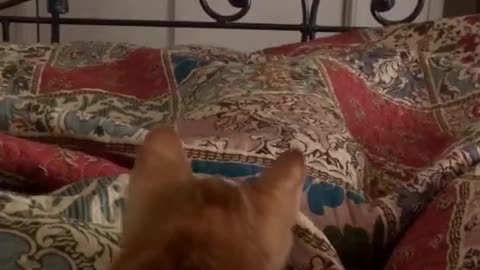 Orange cat scared of something under covers