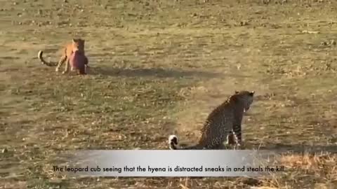 Leopard mother distracts hyena so that her cub can steal its meal_Cut.mp4