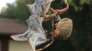 Hungry Spider