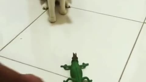 CAT GETTING SCARED BY LITTLE TOY