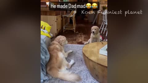 Funny dog action ❤️❤️🤣🤣