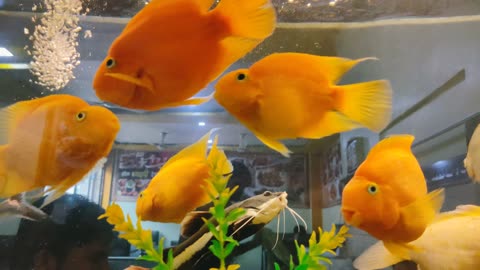 Lovely Fish Swimming in a Crystal Clear Stream