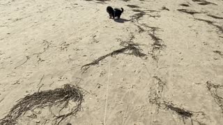 Yorkshire Terrier on the beach (3 months)