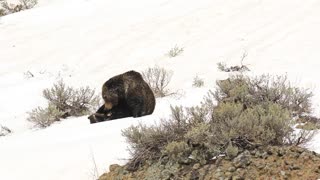 Bear and Cubs Playing Together in the Snow