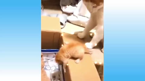 Funny cat video. 🐈