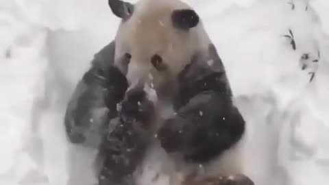 funny panda video