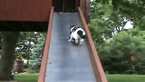 Dramatic Little Kittens On A Slide