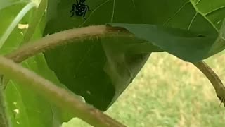 Praying mantis vs spotted lantern fly