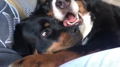 Cranky Rottweiler gets squished by Bernese Mountain Dog