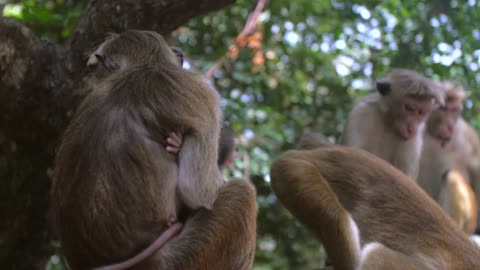 Baby Monkey Just Wake Up In Mother Hand