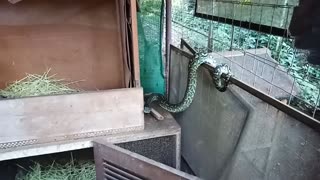 Snake right next to my Muscovy Duck and her ducklings