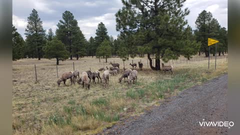 Wildlife White Mountains AZ