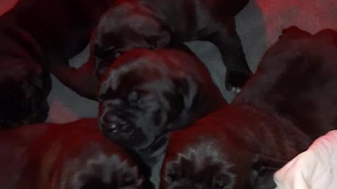 Cane Corso Puppies Warhammer's Perfect Storm X Warhammer's Denali Pups