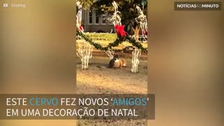 Cervo se ‘camufla’ em decoração de natal