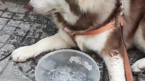 WoW, Husky eat ice cream. That was unexpected