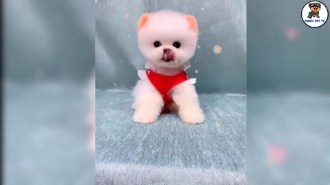 Compilation Cute And Funny Mini Pomeranian