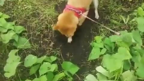 Shiba Inu