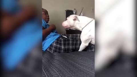 Pitbull shockingly attacks owner