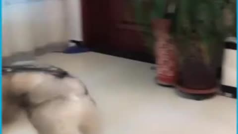 Jealous Husky discovers that he is not the favorite child. haha ha