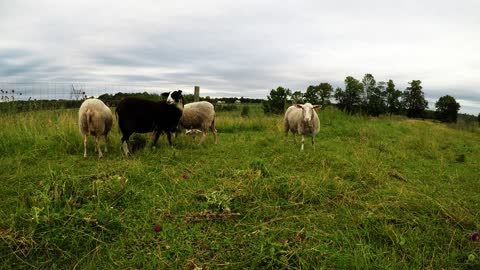 Ovejas en campo muy curiosas sobre una GoPro