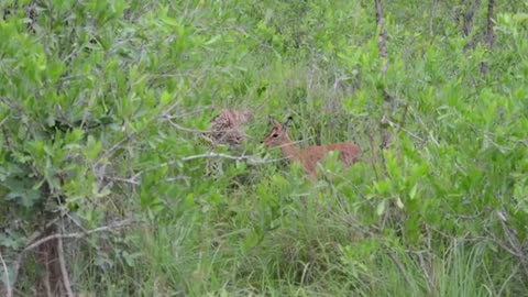 Tiger haunting baby deer and playing