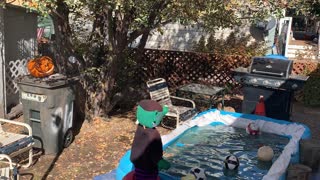 Bear Cub Playing in the Pool