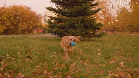 Funny dog spaniel running on meadow and playing with ball