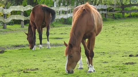 Le cheval est domestiqué par les humains.