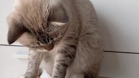 Cat don't like tissue