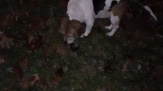 Our Beagle having fun in our yard at night