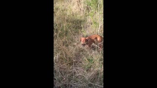 Mister Brown The Rhodesian Ridgeback; adventures with growing legs