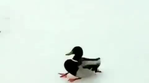 Episode #30 Ducks Enjoy In Snow Land Viral Video Watch Till Ending