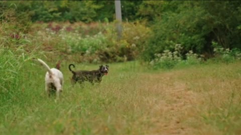 Dogs and cats butifull moment