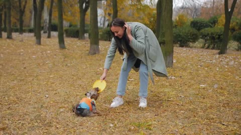 A woman in an autumn park plays Flying Disc with a Yorkshire terrier puppy