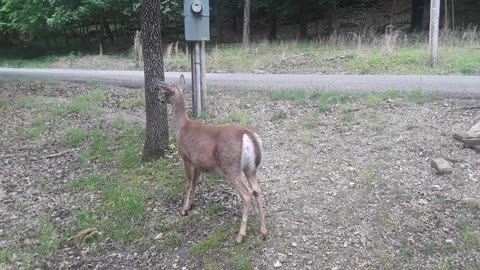 Deer Stomps and Snorts Amid Commotion