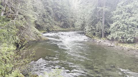 The Pristine Clarity of Rainforest Water – Wild & Scenic Salmon River – Mount Hood – 4K