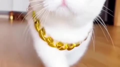 Cute cats video compilation 12😍😍😂