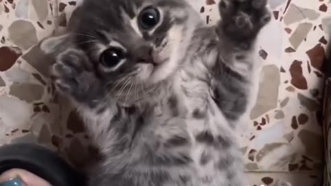 Funny and Cute Cats Videos #381