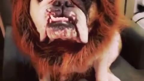 Bulldog humorously models lion costume for Halloween