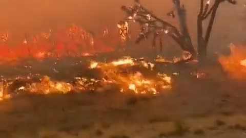 Incendio en California causa daño irreparable a los simbólicos árboles de Josué