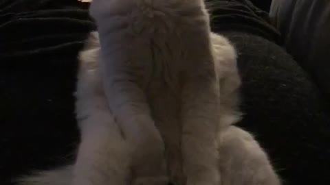 White cat sits like human