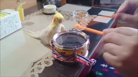 Amezing Cockatiel is drumming ..##